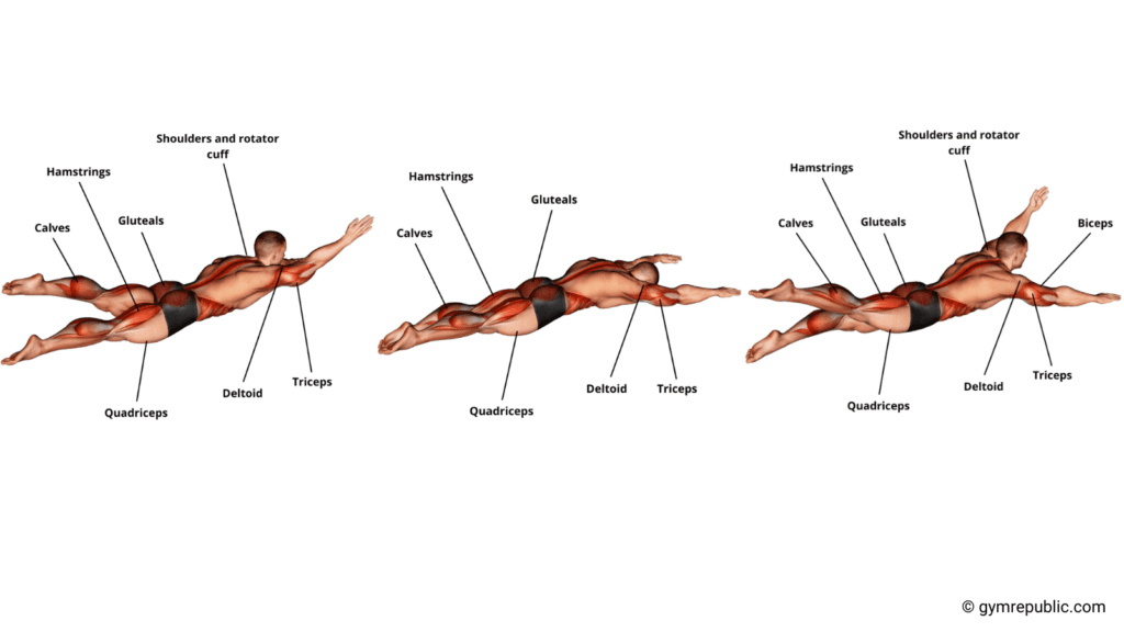 Muscle groups used while swimming