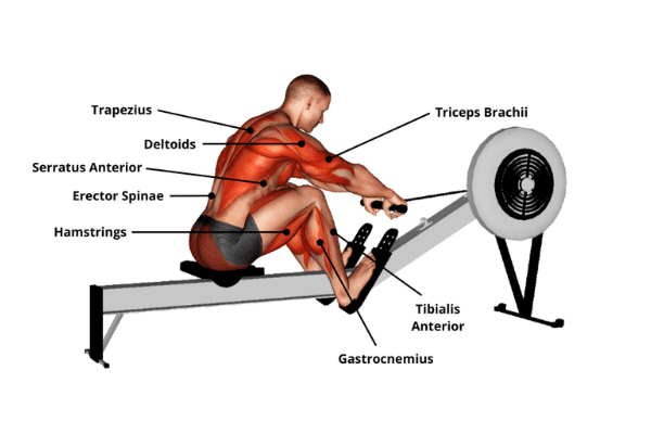 Muscles used while rowing: The Catch