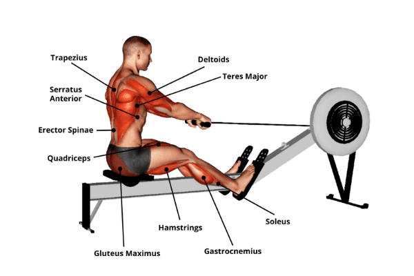 Rowing machine best sale arm muscles