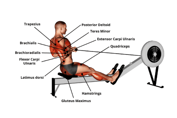 Muscles used while rowing: The Finish