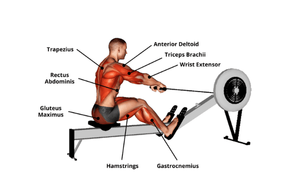 rower in a muscle