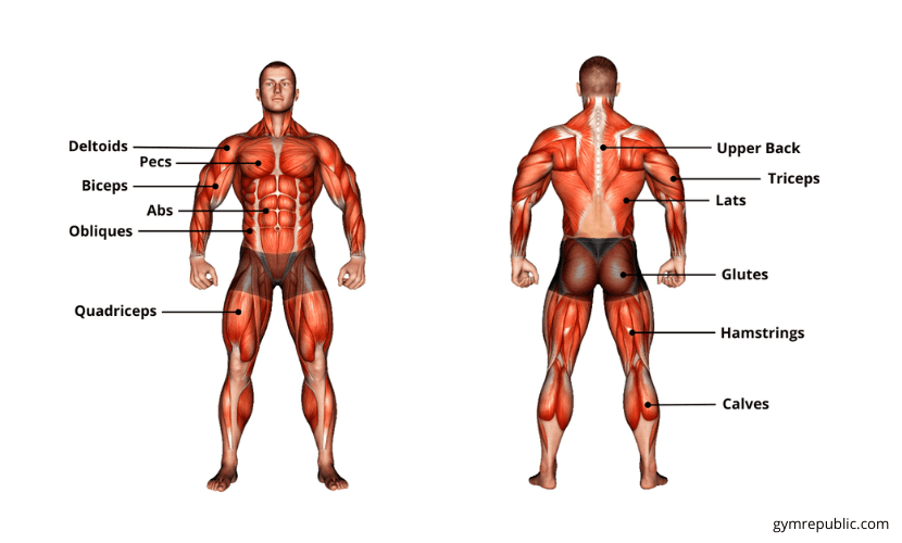 What Muscles Does a Rowing Machine Work